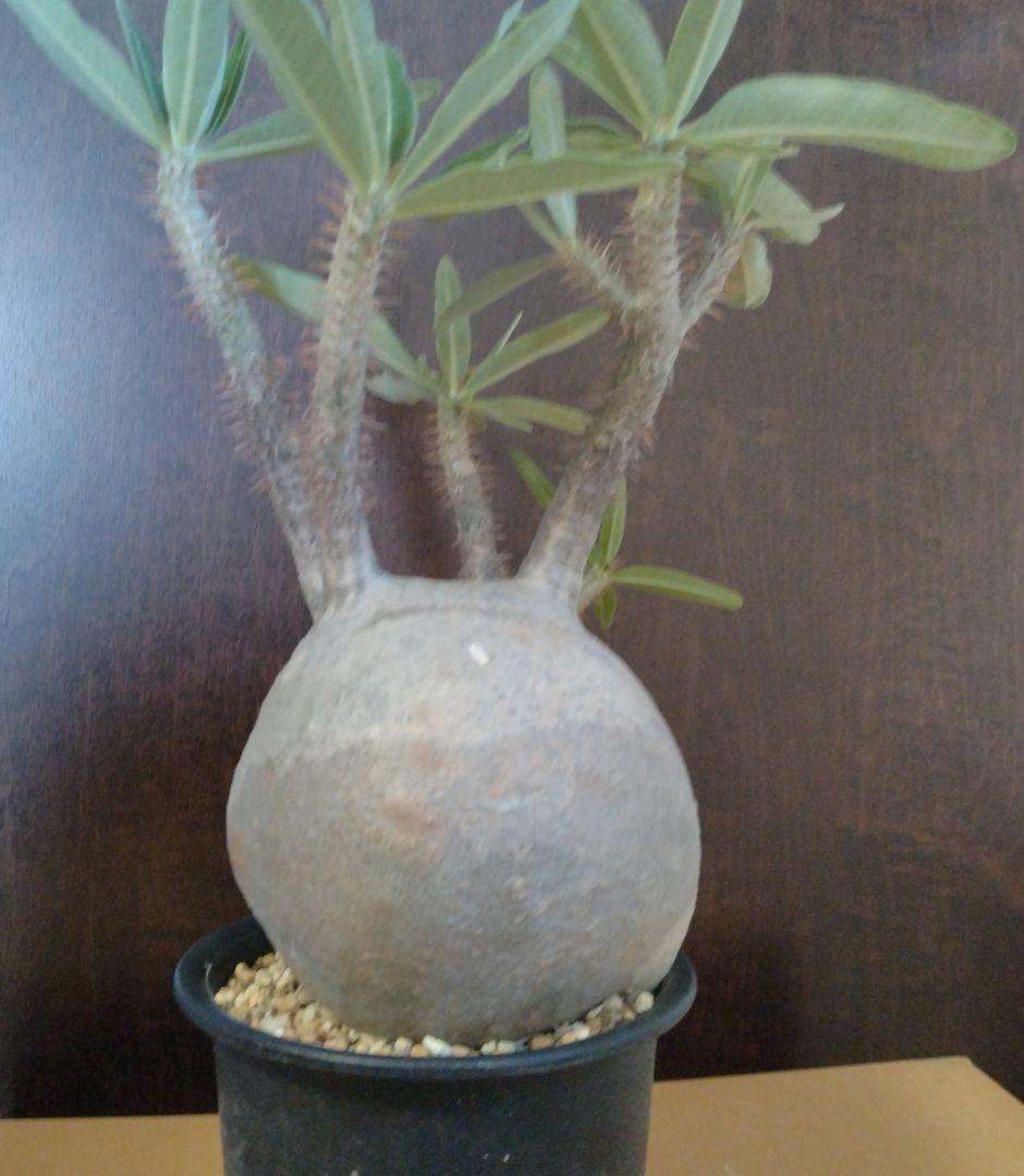 まんまる　パキポディウム　グラキリス　現地株