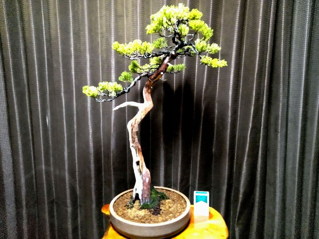 【大品 文人系 真柏盆栽】　　　　⭕樹齢 50年超、セール❗ ★新春限定価格★