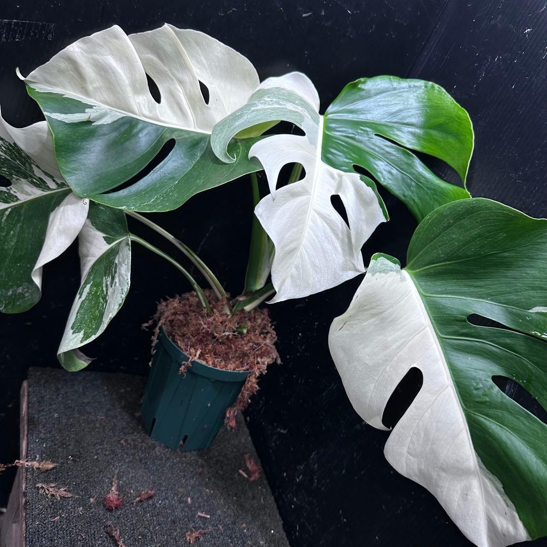 c*n様 モンステラ斑入りハーフムーンホワイトタイガー極美斑入り　　 47cm