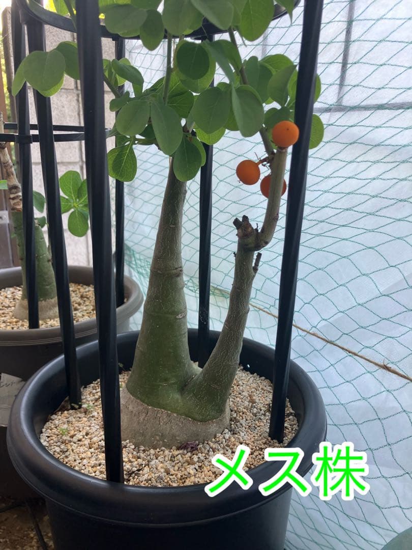 【お知らせページ】アデニアグラウカ　種子