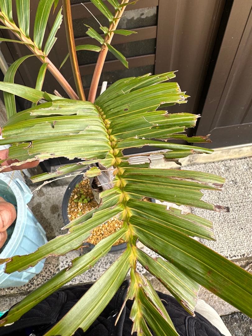 シャンパンヤシ　トックリヤシ