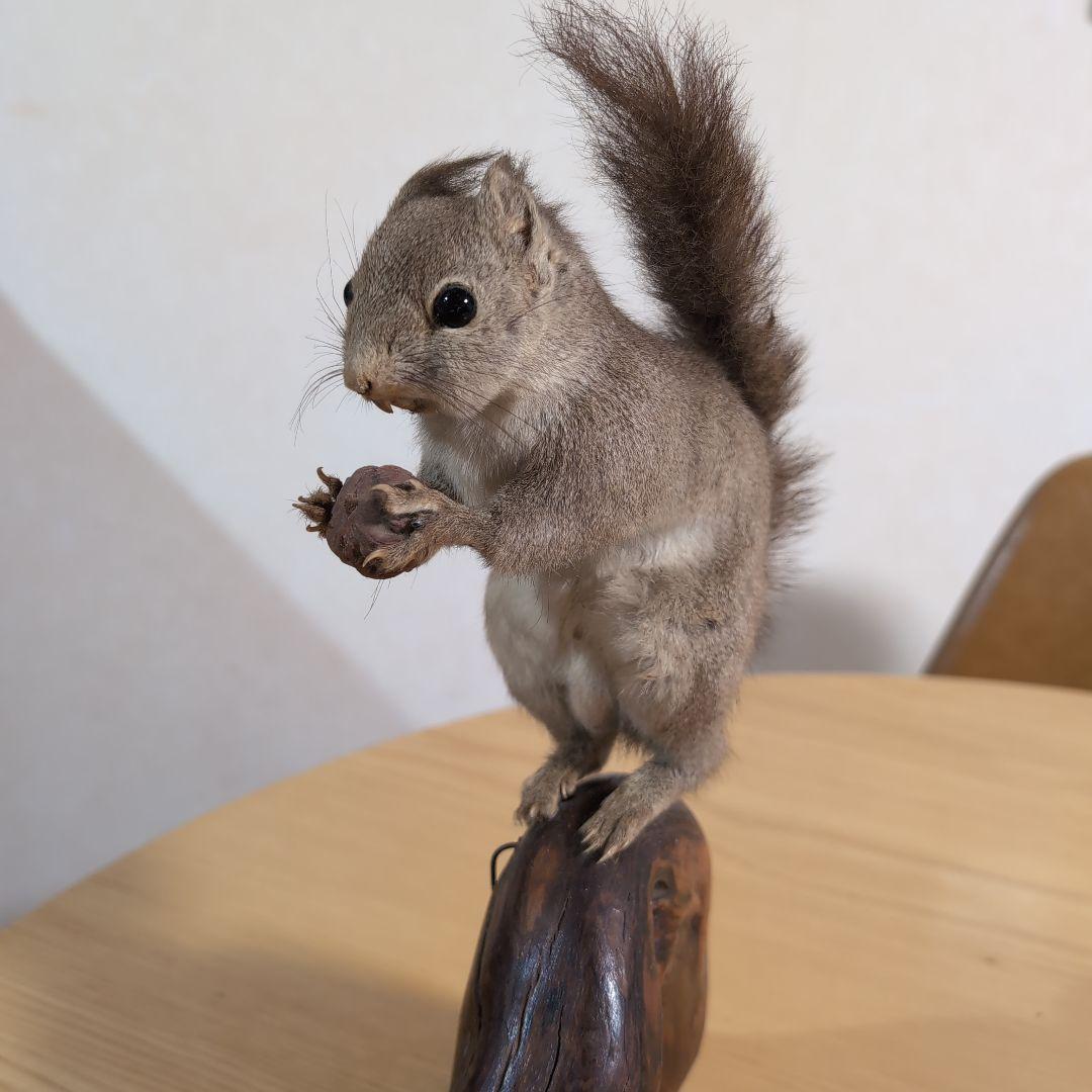 剥製　本物　リス
