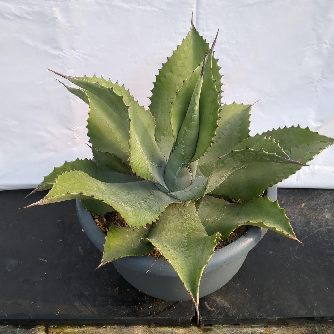 アガベ　ミスターリップル　50cm