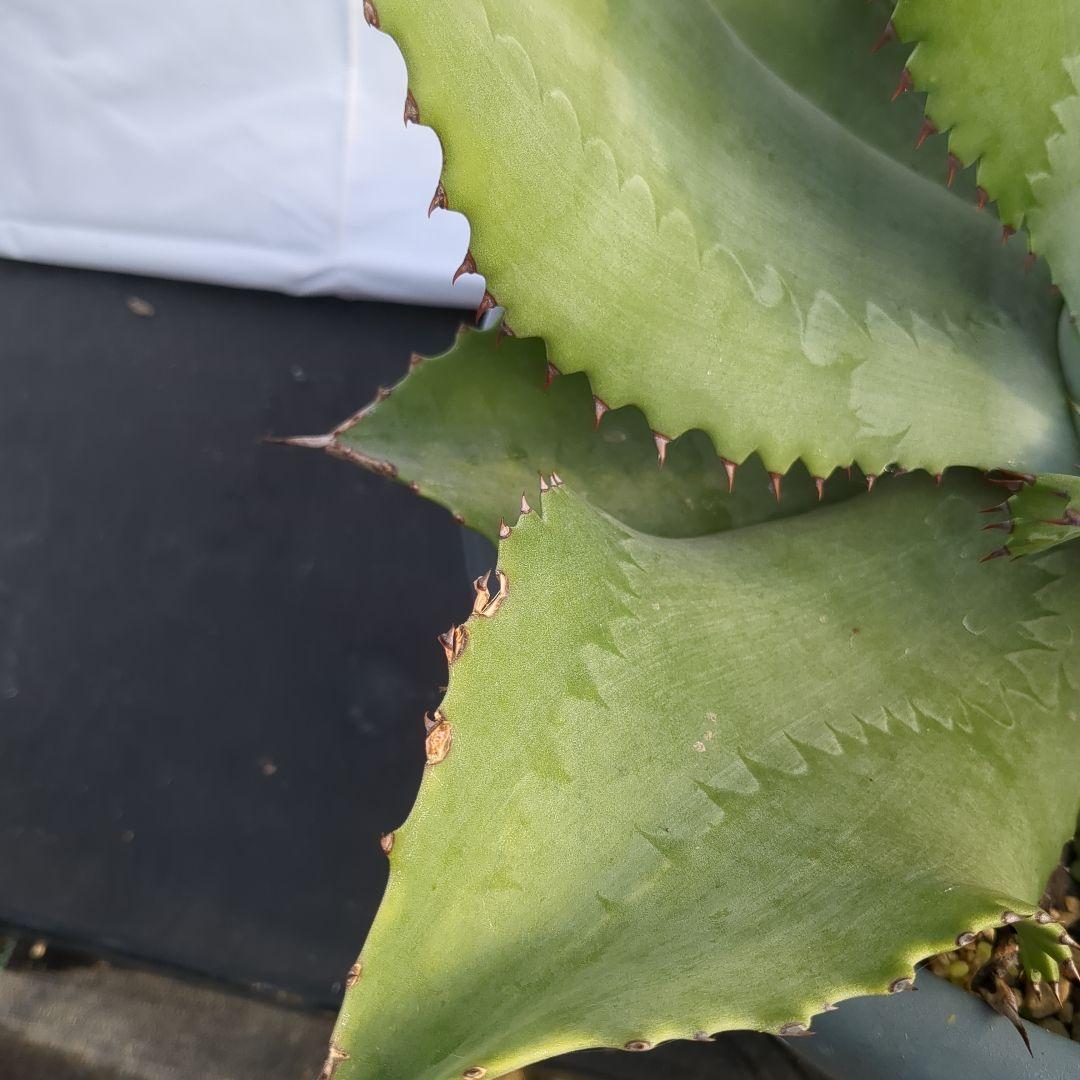 アガベ　ミスターリップル　50cm