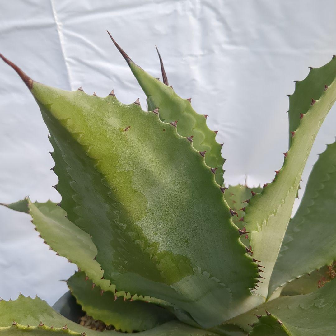 アガベ　ミスターリップル　50cm