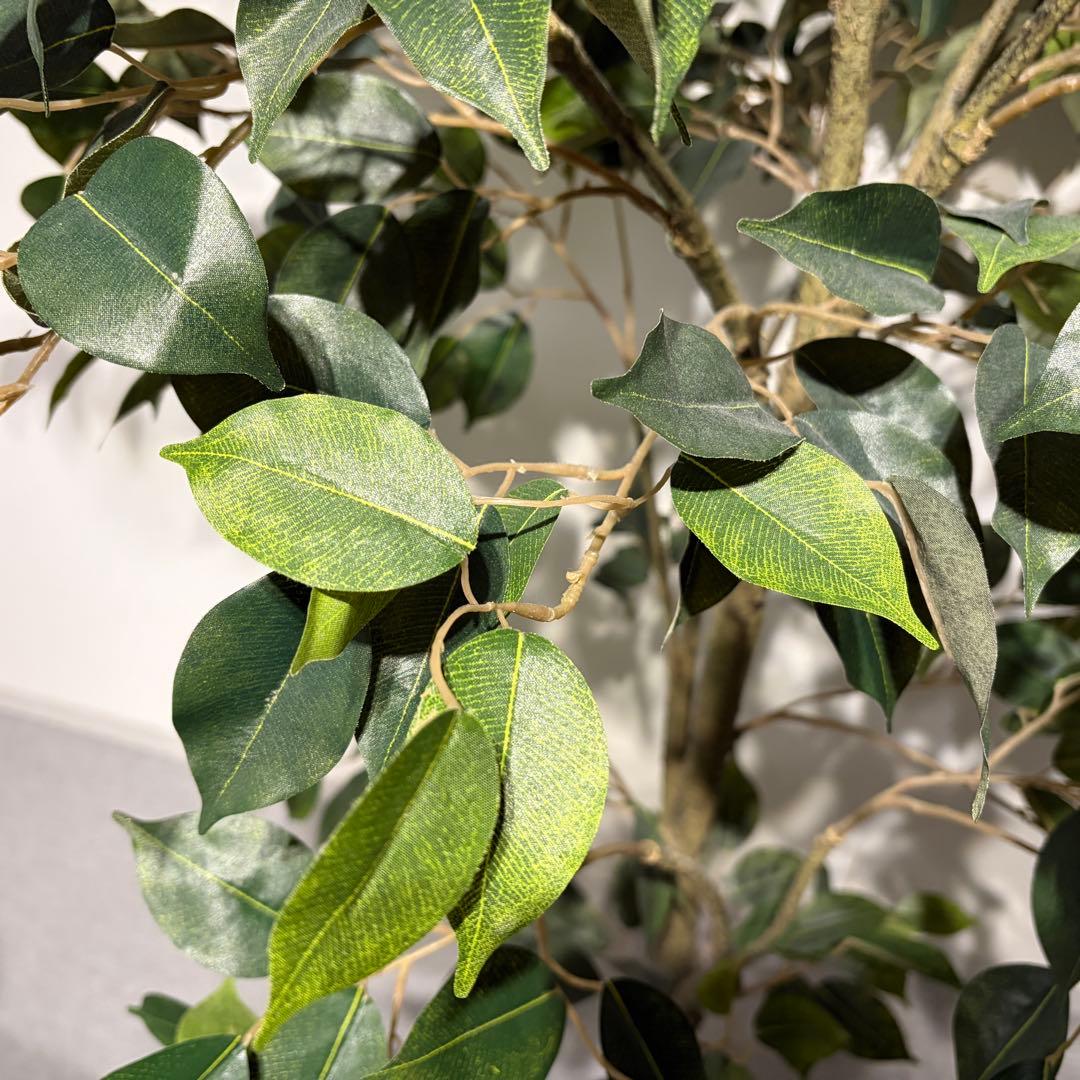 フェイクグリーン　ベンジャミン(フィスカ) 165cm 観葉植物　造花
