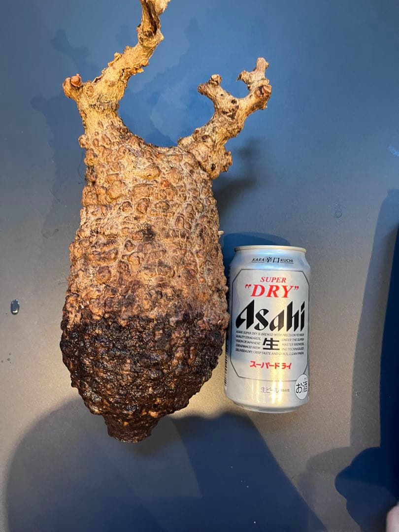 オペルクリカリア　パキプス　発根管理中株