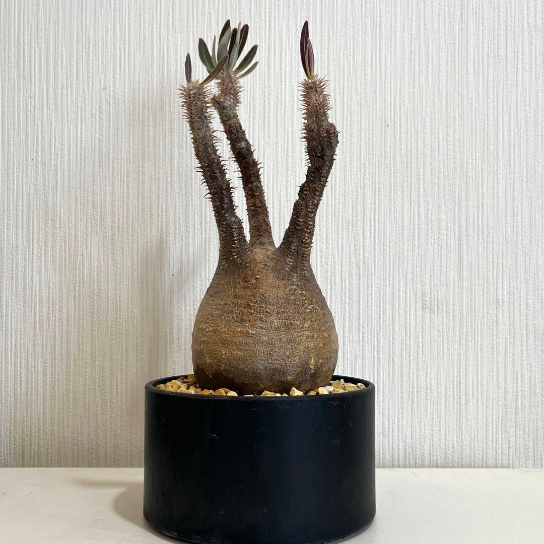 パキポディウムグラキリス現地球 発根済 塊根幅約9cm 2年管理株