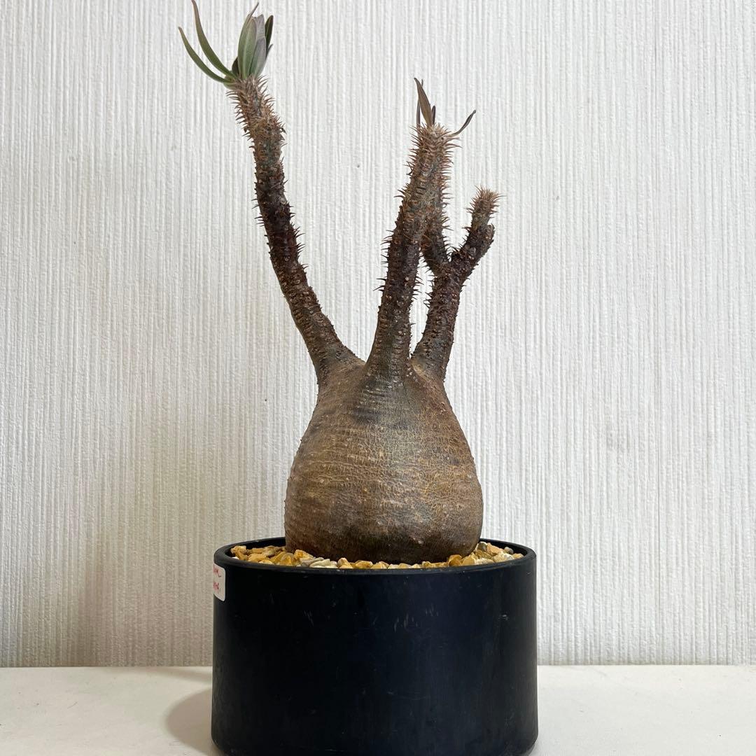 パキポディウムグラキリス現地球 発根済 塊根幅約9cm 2年管理株