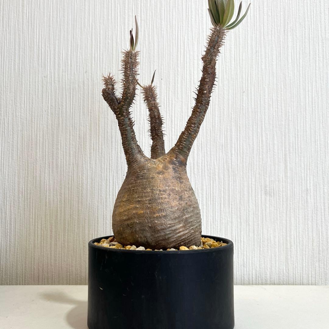 パキポディウムグラキリス現地球 発根済 塊根幅約9cm 2年管理株