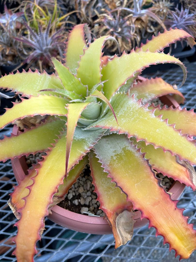 大人気 ヘクチア ラナタ 雌株 Hechtia lanata ⑵