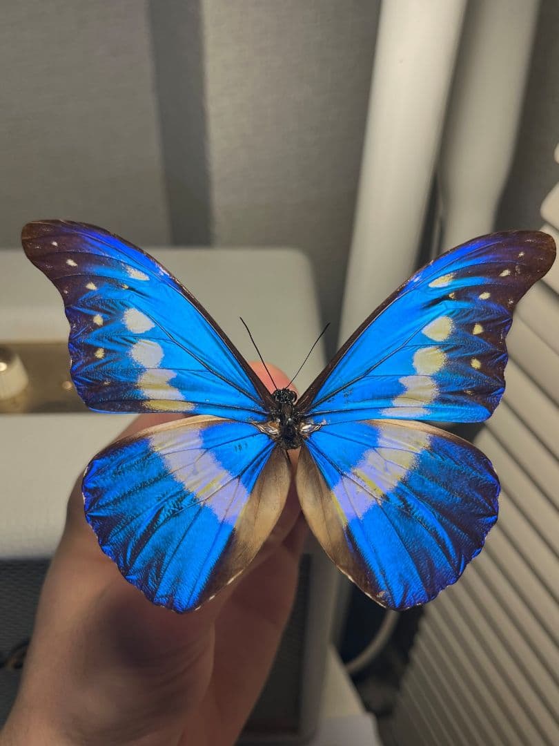 ヘレナモルフォ レテノールモルフォ蝶 蛾モルフォチョウMorpho昆虫標本