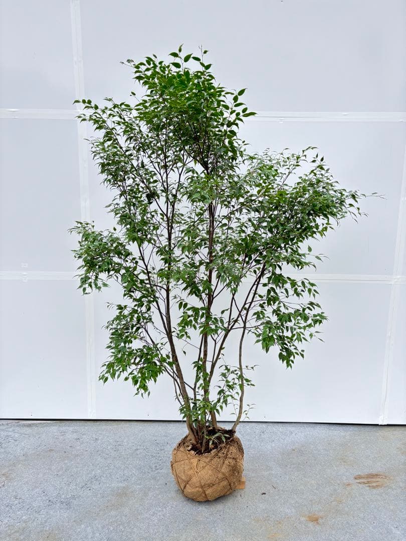 美しい樹形が魅力的 山採り ハイノキ 株立 703 樹高1.7m位 高級樹