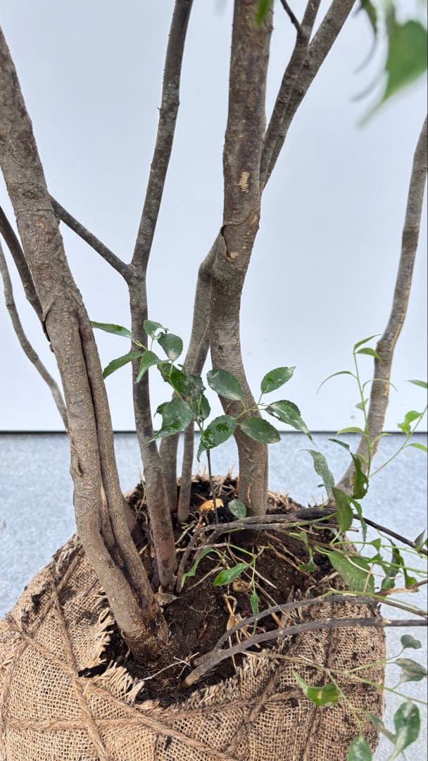 美しい樹形が魅力的 山採り ハイノキ 株立 703 樹高1.7m位 高級樹