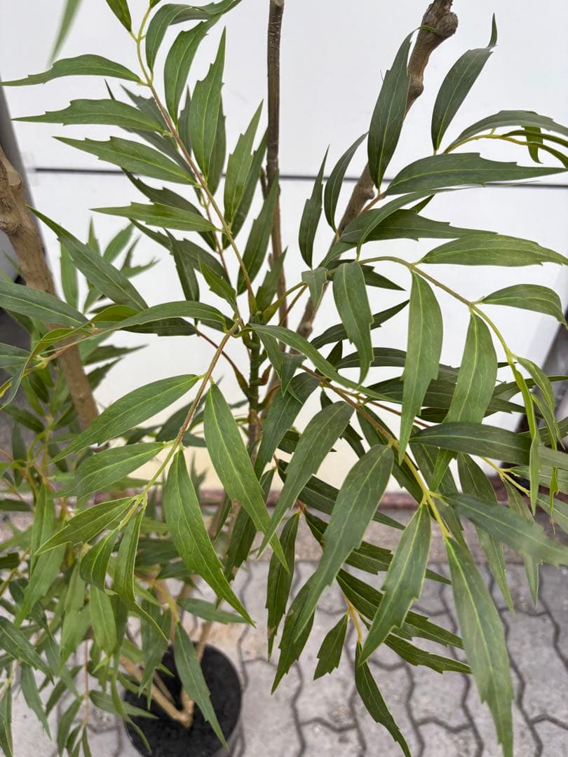 光触媒　人工観葉植物　ウォールグリーン　フェイクグリーン　マホニア180