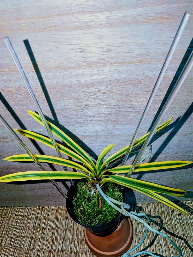 富貴蘭　黄玉殿（無肥料無加温自然作り品）