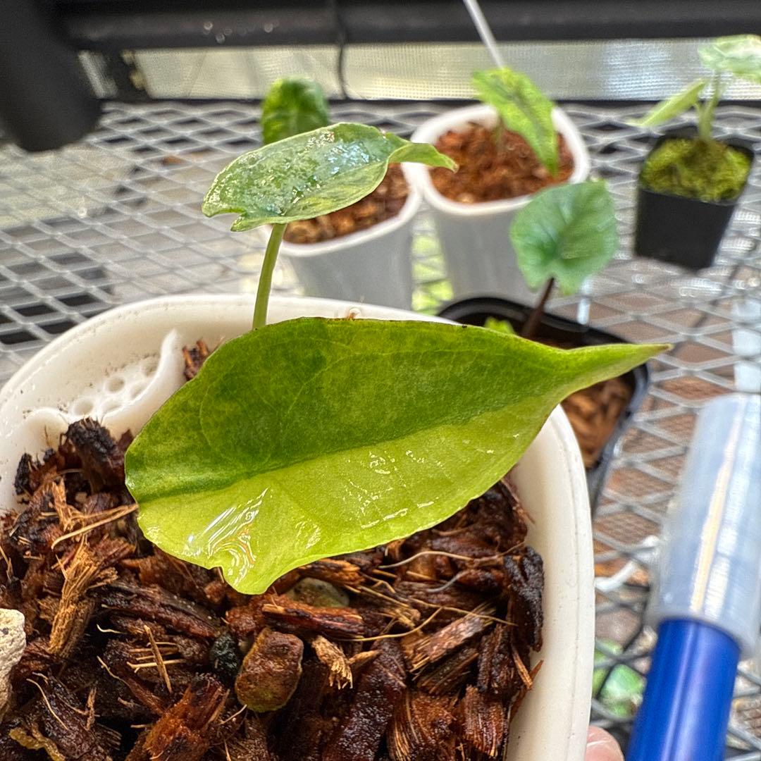 希少 アロカシア ドラゴンブレス 斑入り