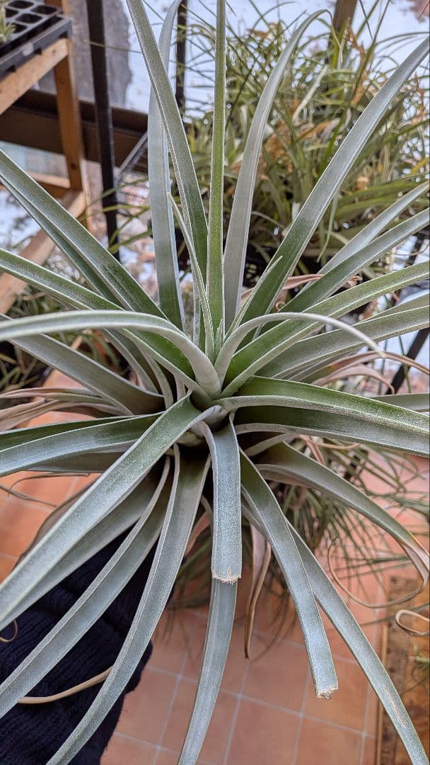 チランジア Fat Boy