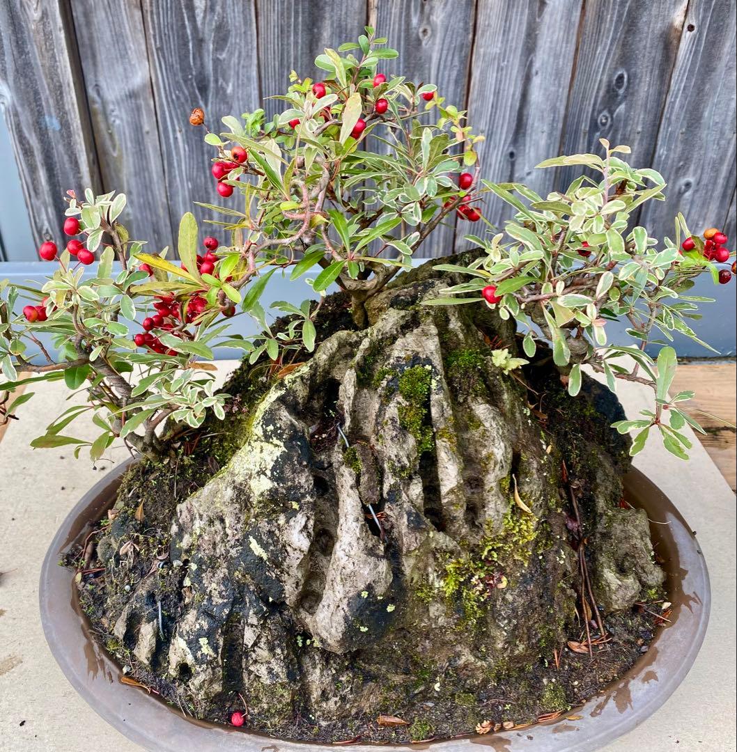 盆栽　自然石付き斑入りビラカンサ　見応えあり　実がいっぱい　前後どちらからも❣️