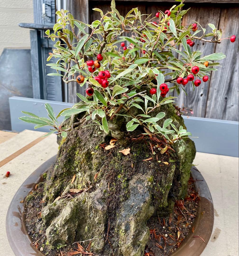 盆栽　自然石付き斑入りビラカンサ　見応えあり　実がいっぱい　前後どちらからも❣️