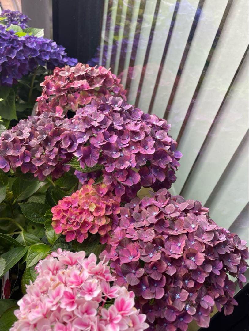 【花苗】4鉢限定　紫陽花　マジカルチョコレート　④ 特大花　正規品　タグ付き