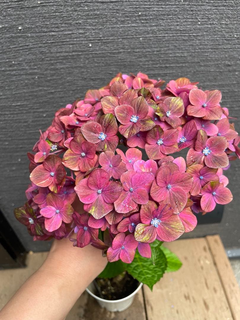 【花苗】4鉢限定　紫陽花　マジカルチョコレート　④ 特大花　正規品　タグ付き