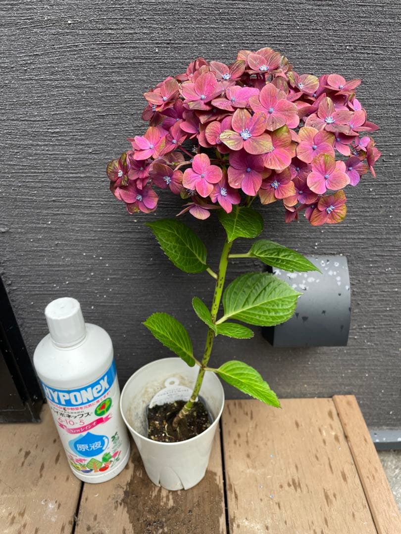 【花苗】4鉢限定　紫陽花　マジカルチョコレート　④ 特大花　正規品　タグ付き