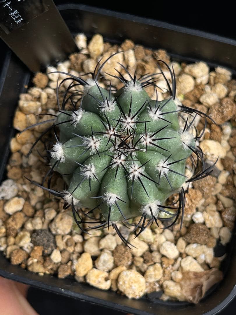 EMP コピアポア レンベッキー 冥王玉 実生 / 選抜個体CT612