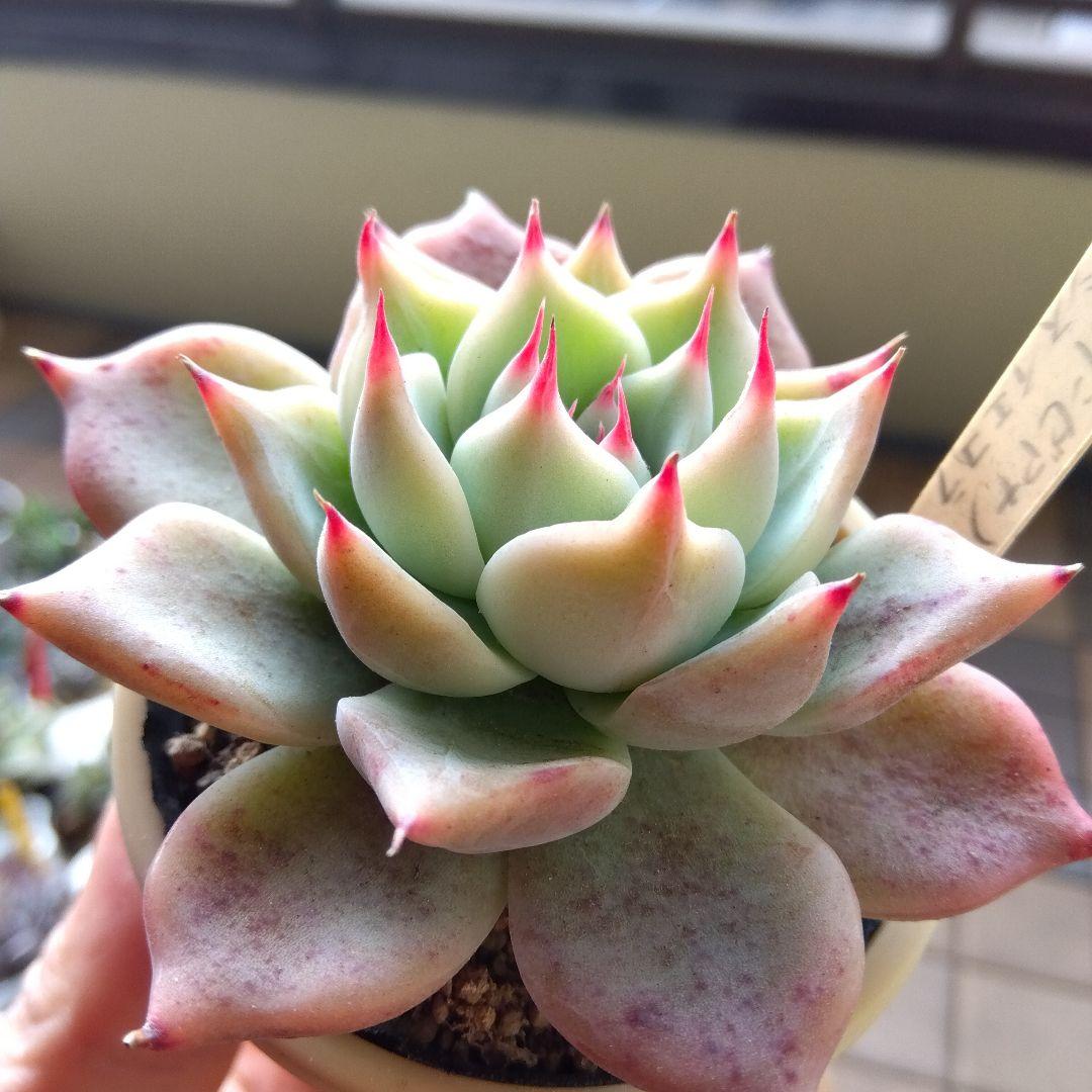 札付miso苗⭐️桃大福⭐️(大福コロラータ×リンゼアナA)×イエコラ ミソ苗