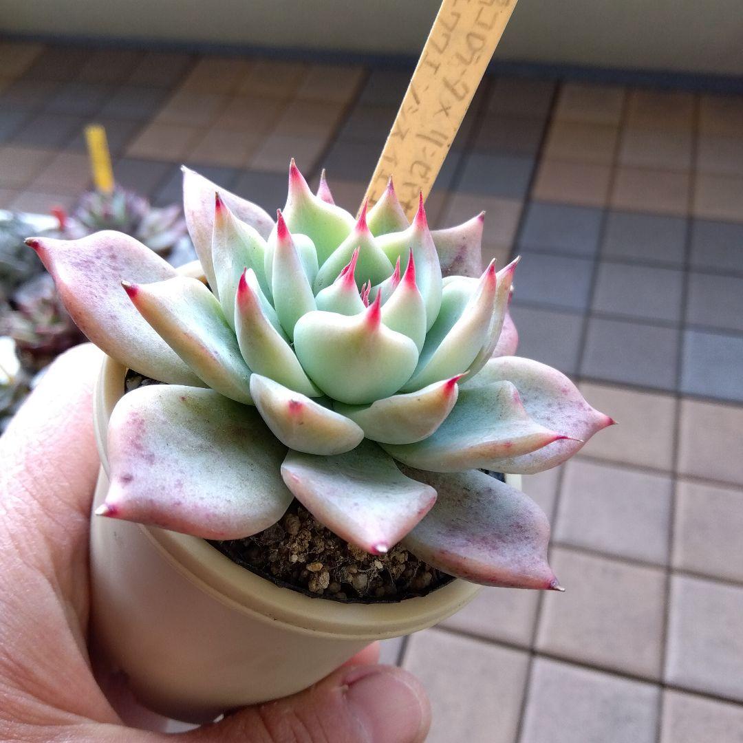 札付miso苗⭐️桃大福⭐️(大福コロラータ×リンゼアナA)×イエコラ ミソ苗