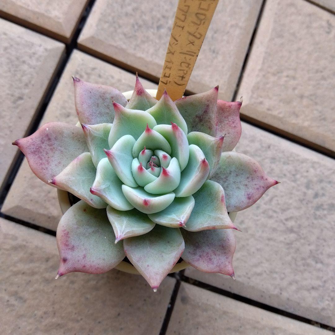 札付miso苗⭐️桃大福⭐️(大福コロラータ×リンゼアナA)×イエコラ ミソ苗