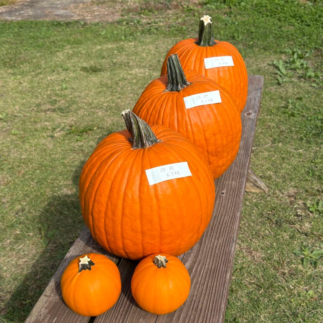 【すず】ハロウィンかぼちゃ　本物