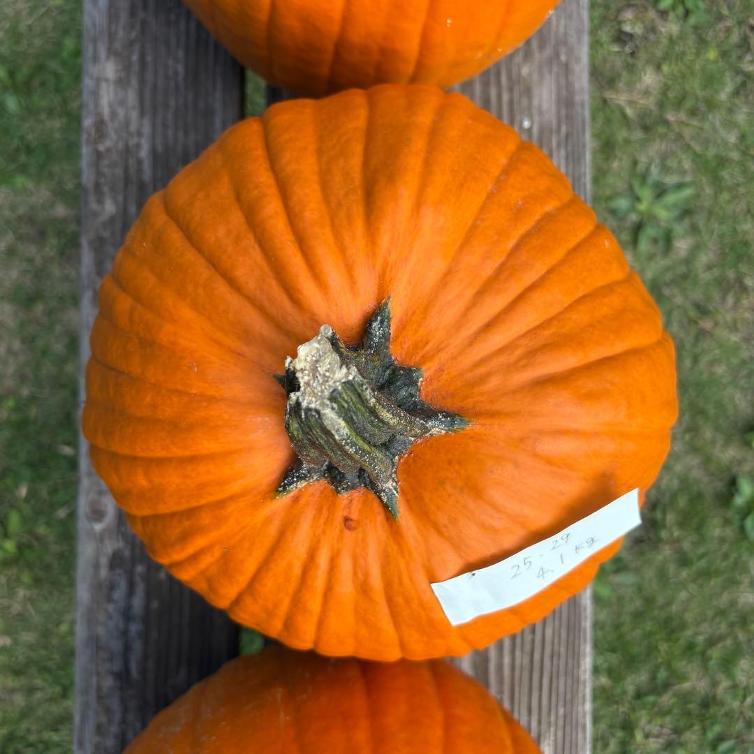 【すず】ハロウィンかぼちゃ　本物