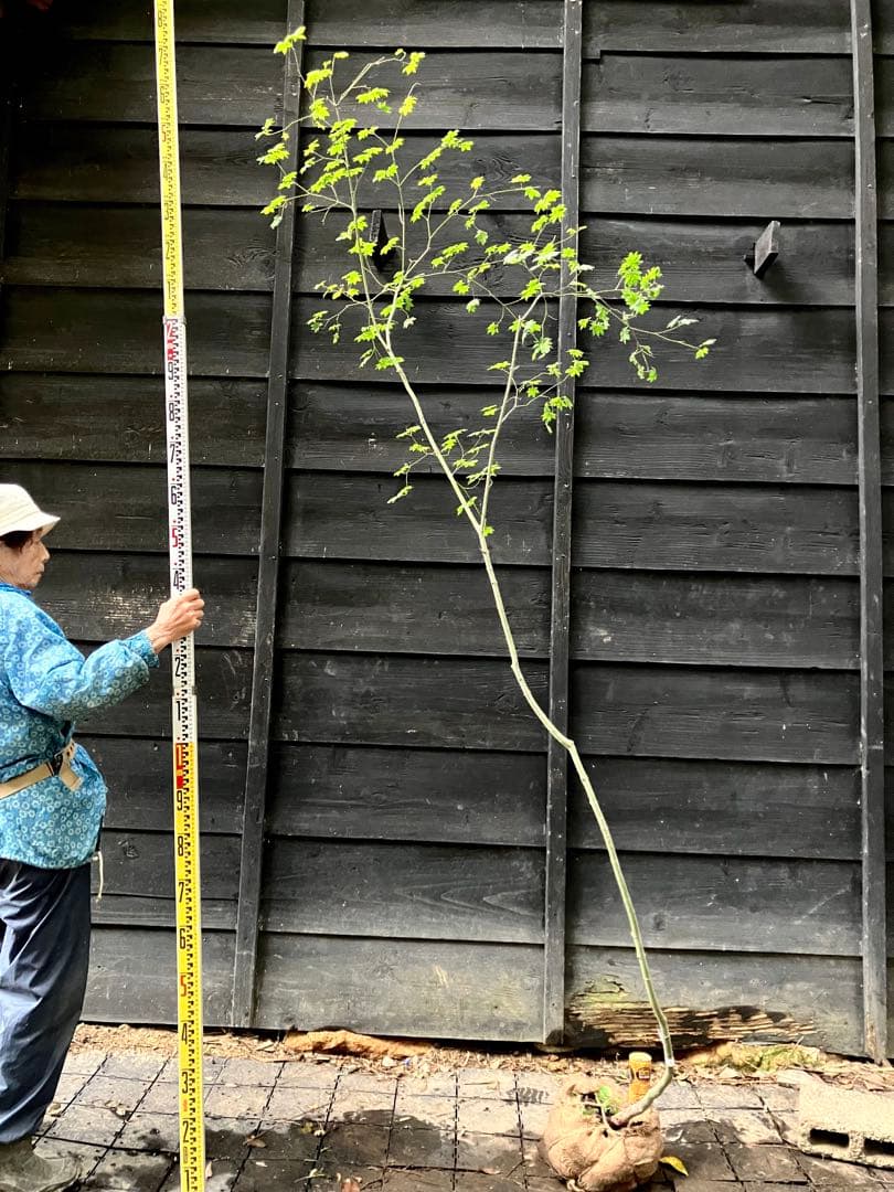 75 山採り　コハウチワカエデ