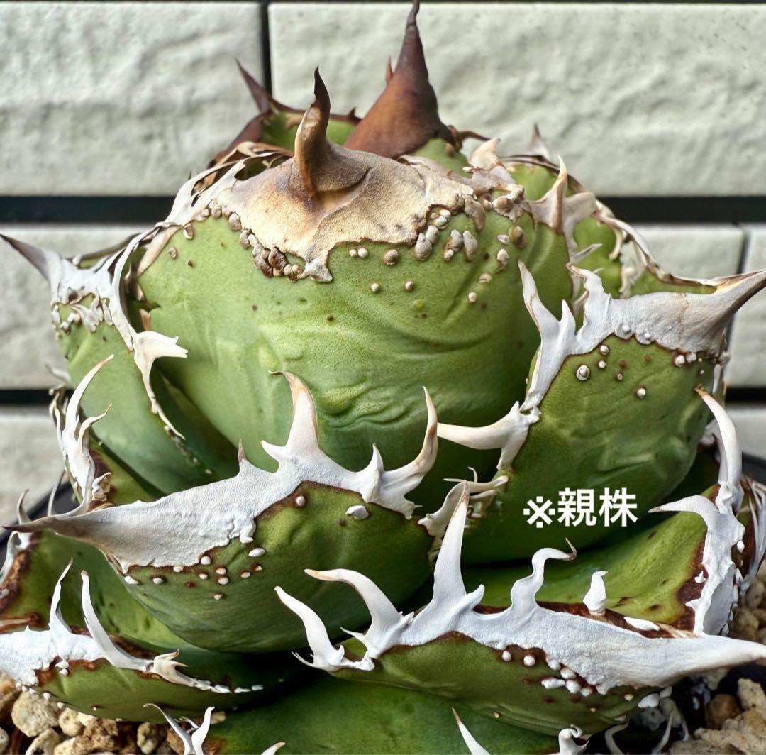 アガベチタノタ　麻花龍①【限定値下げ】