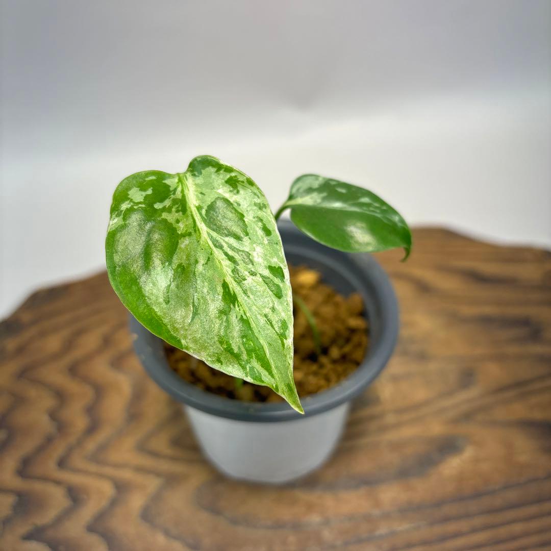 や*す様 lsw526 Bulbasaurモンステラ・フシギダネ　斑入り