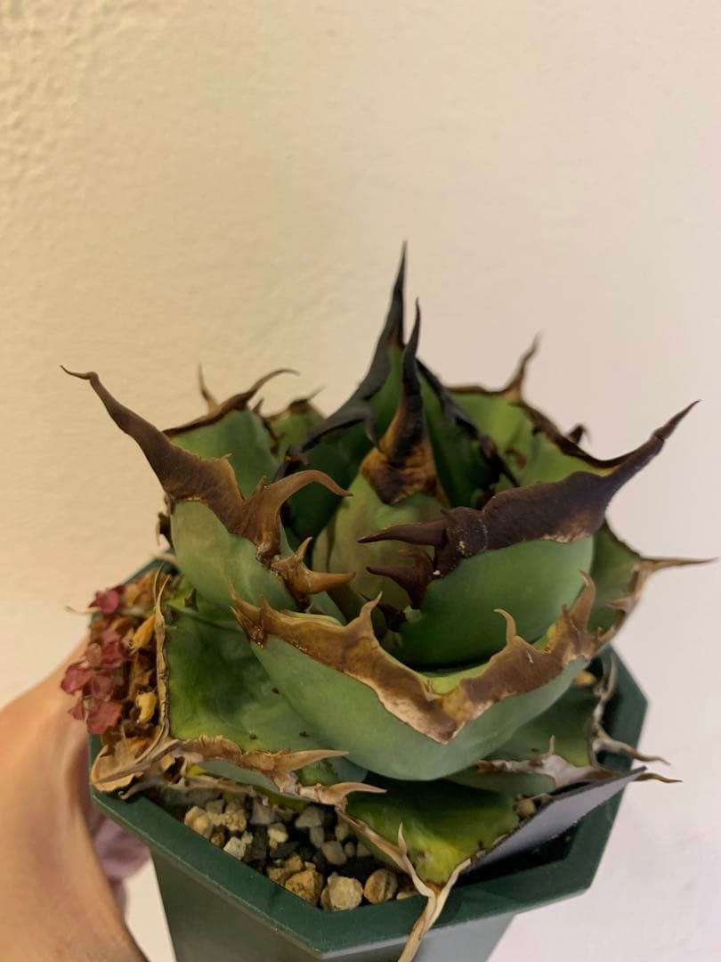 【goodtaniku】閻魔　gt育成中株　鉢ごと発送