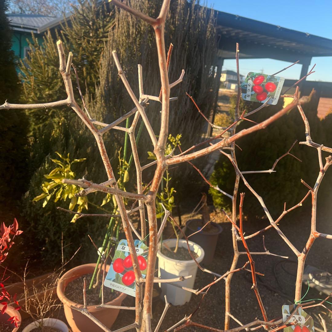 なつめの苗木 赤い果実　1株