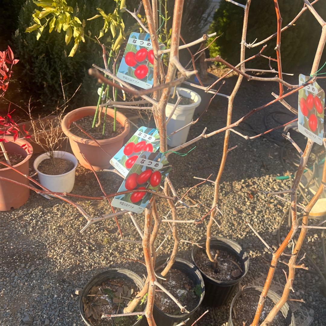 なつめの苗木 赤い果実　1株