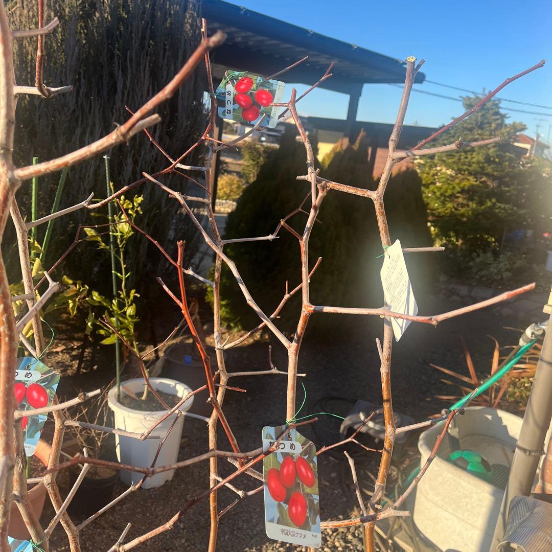 なつめの苗木 赤い果実　1株