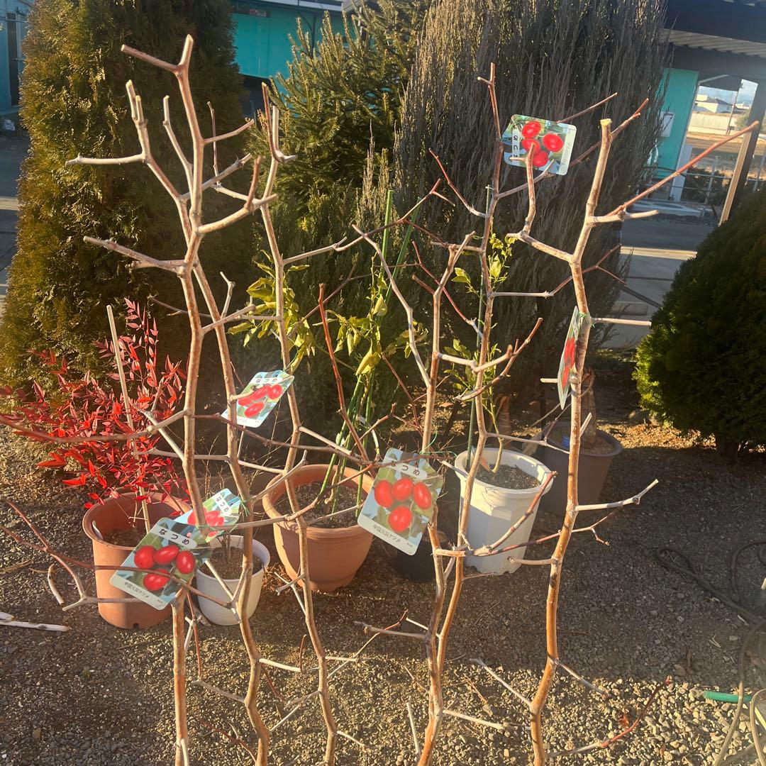 なつめの苗木 赤い果実　1株