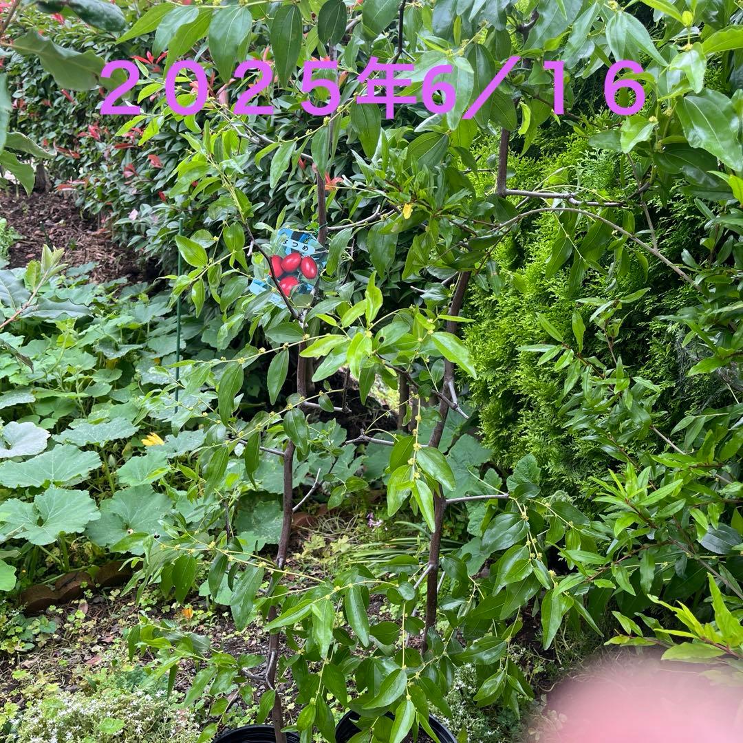 なつめの苗木 赤い果実　1株