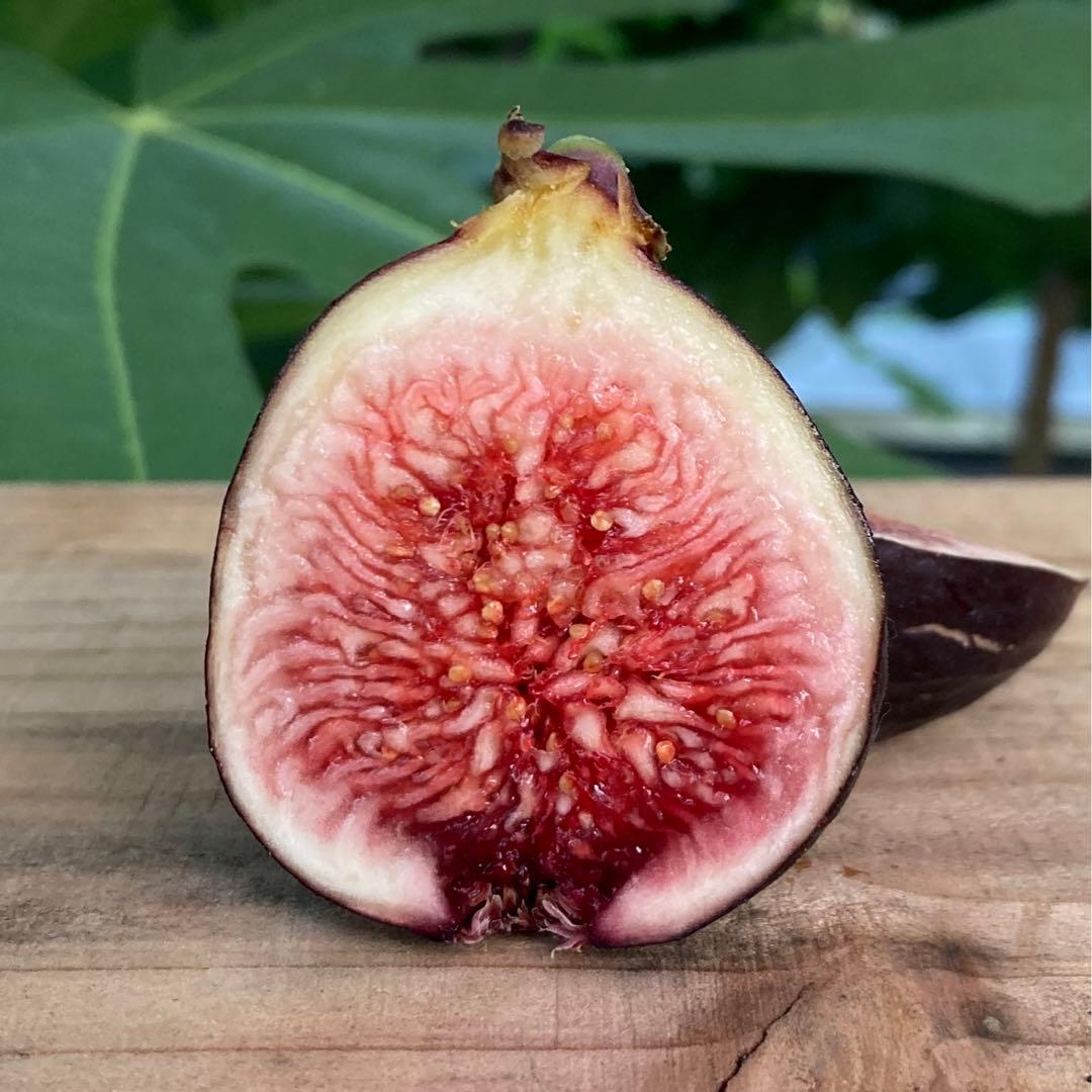 挿木苗 穂木 イチジク