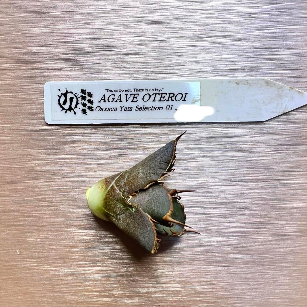 オアハカ　オテロイ　子株