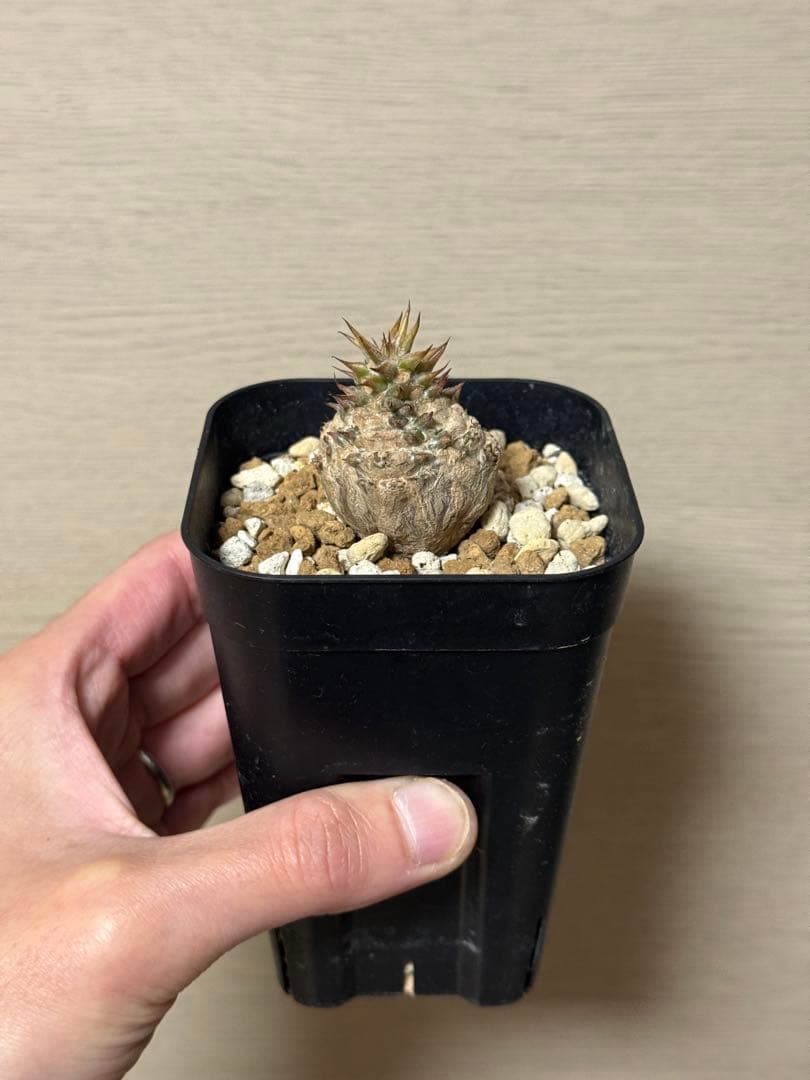 パキポディウム ウィンゾリー Pachypodium windsorii 実生④