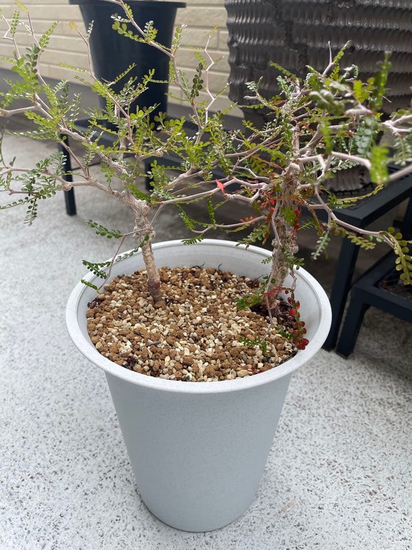 パキプス　実生　2株