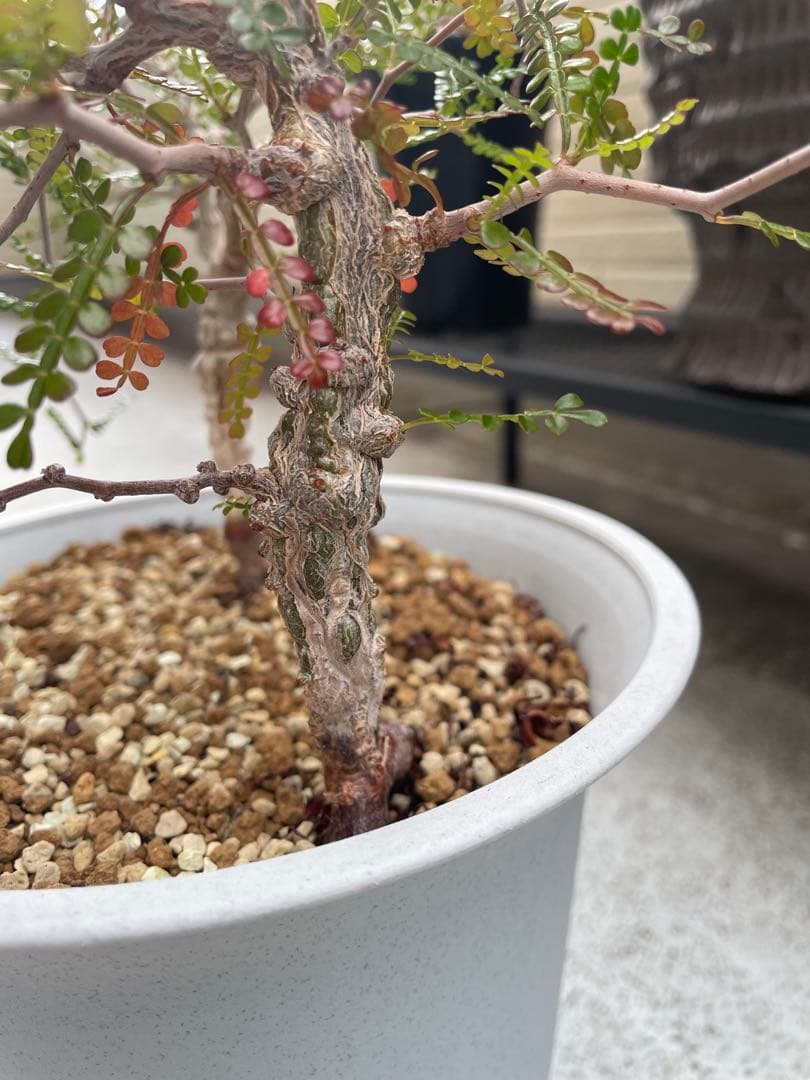 パキプス　実生　2株