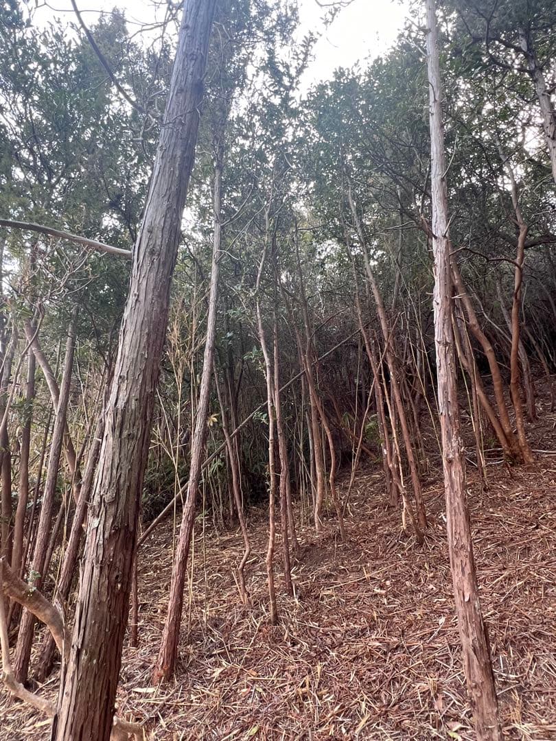 現品　ヒサカキ　ビシャコ　姫榊　特大苗　4mほど　山採り 007