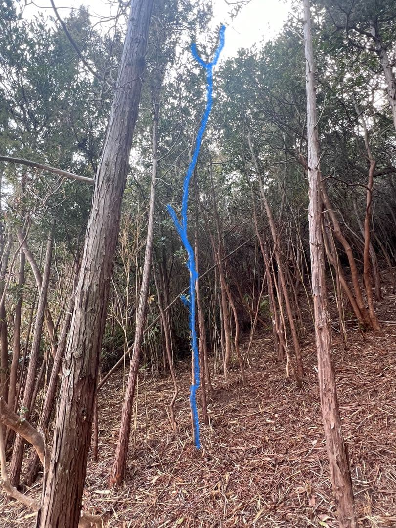 現品　ヒサカキ　ビシャコ　姫榊　特大苗　4mほど　山採り 007