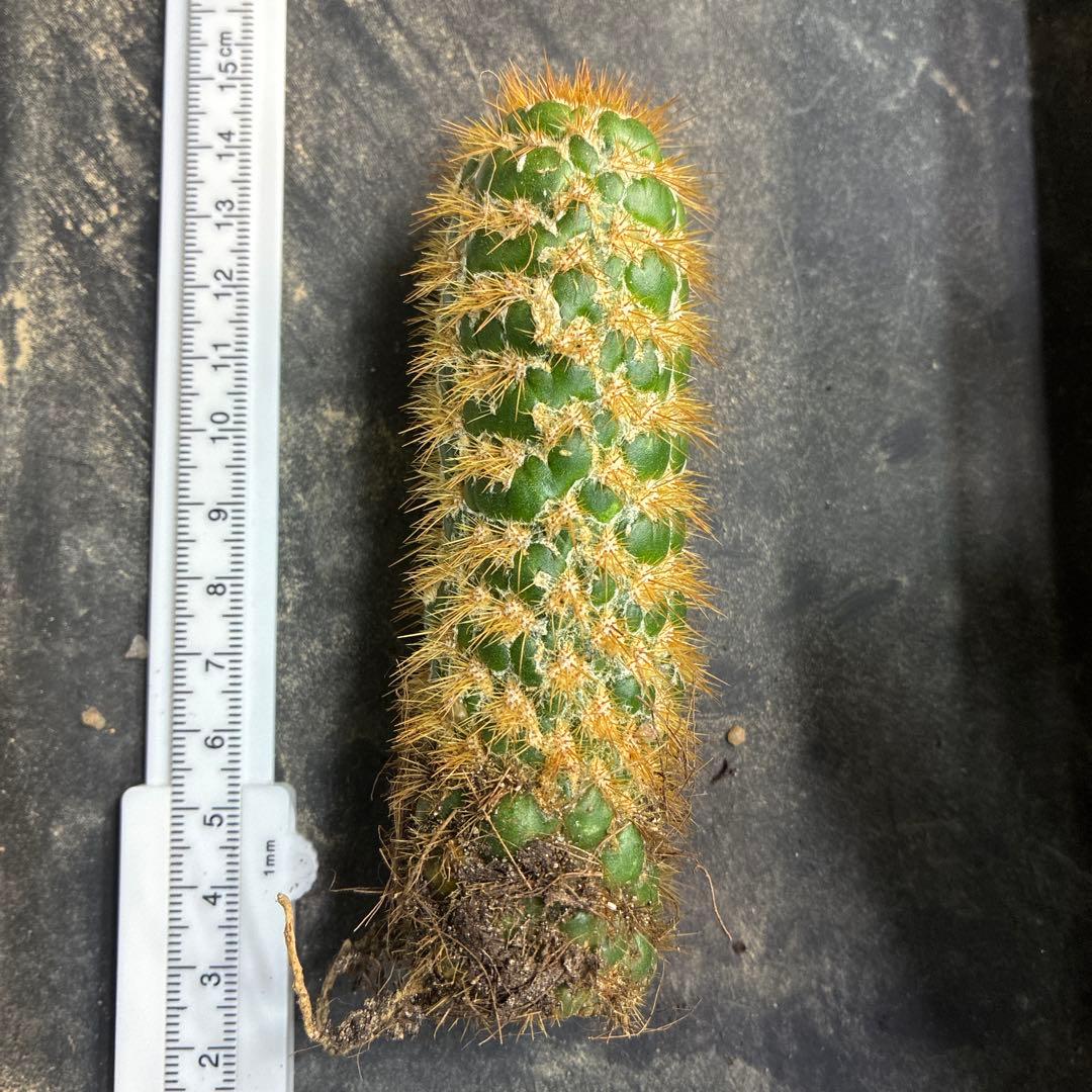 新品種　トリコセレウス スパキアナス　スーパーモンストローサ　希少種　発根済み3